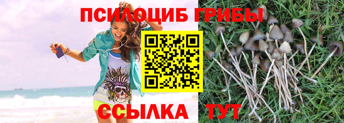 даркнет сайт  Тавда  Галлюциногенные грибы Psilocybine cubensis 